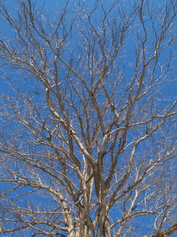 Florence, Massachusetts (MA): Look Park: White Oak Tree (Quercus alba) branches