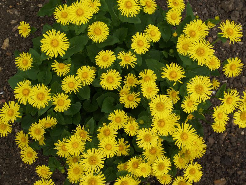 Cambridge, England: Botanic Garden: Doronicum cordatum