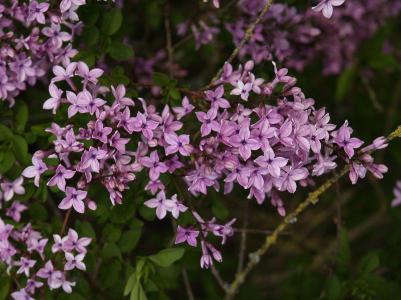 Cambridge, England: Botanic Garden: Dwarf Lilac (Syringa protolaciniata 'Kabul')