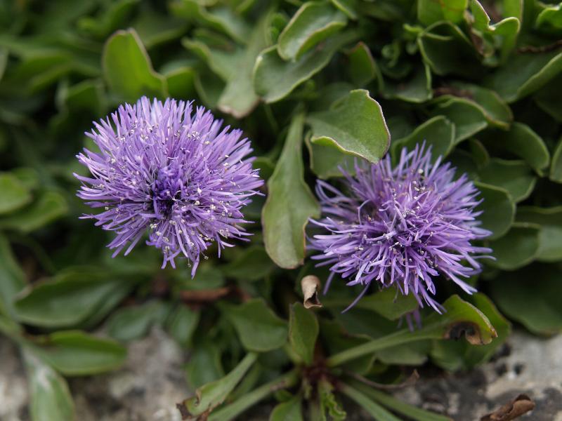 Cambridge, England: Botanic Garden: Globe Daisy (Globularia trichosantha)