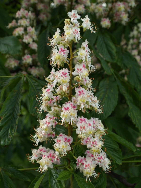 Cambridge, England: Victoria Avenue: Horse Chestnut (Aesculus hippocastanum) flowers