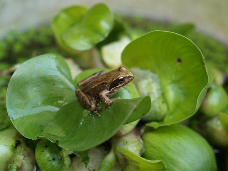 Cambridge, England: Roseford Road: small frog on water hyacinth