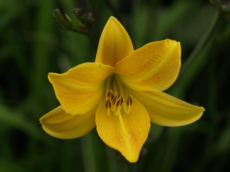 Cambridge, England: Botanic Garden: Day Lily (Hemerocallis 'Golden Chimes')