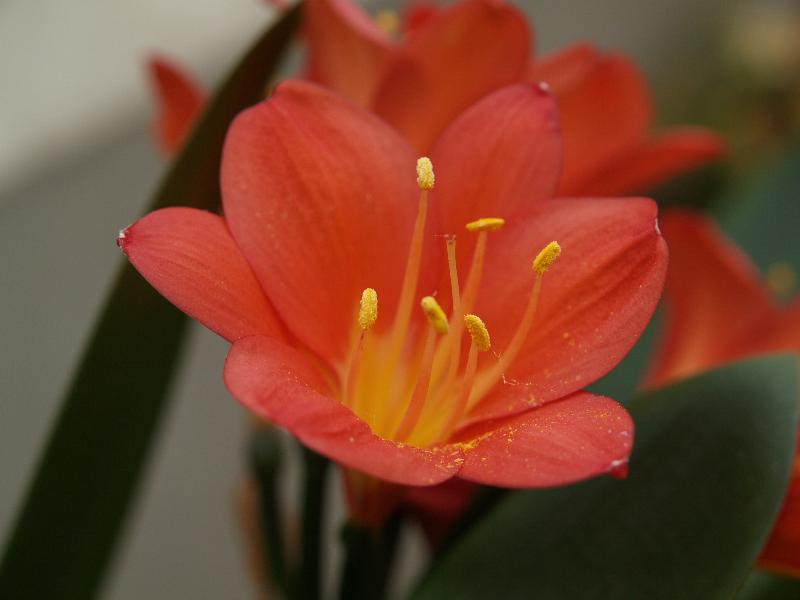 Cambridge, England: Botanic Garden: Clivia miniata