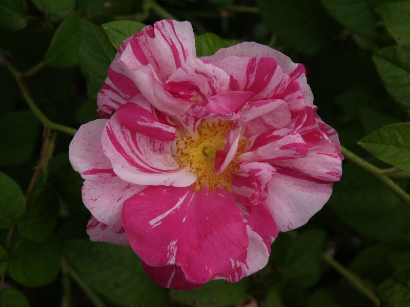 Cambridge, England: Botanic Garden: Rosa Gallica ('Rosa Mundi')