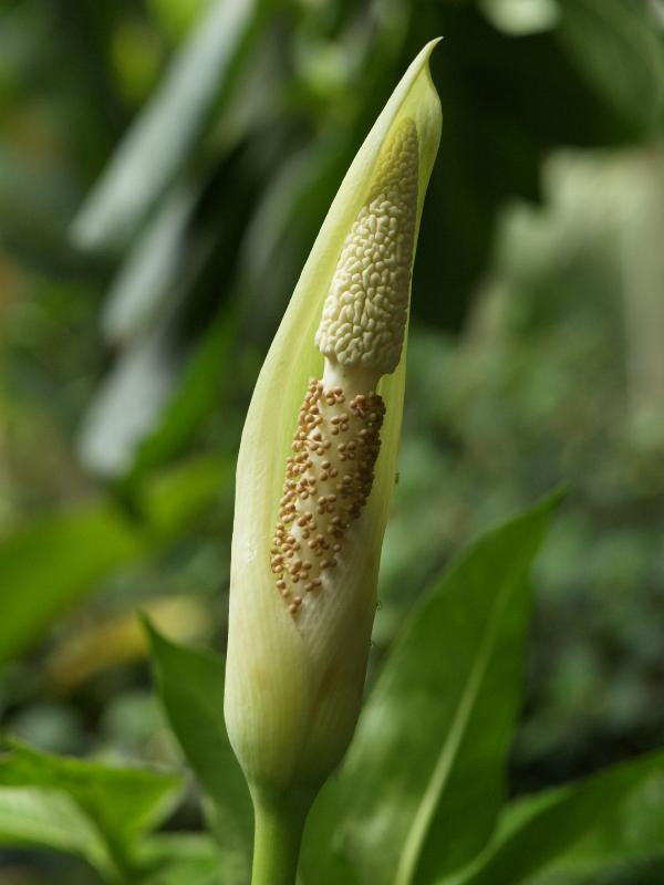 Cambridge, England: Botanic Garden: Amorphophallus fallax