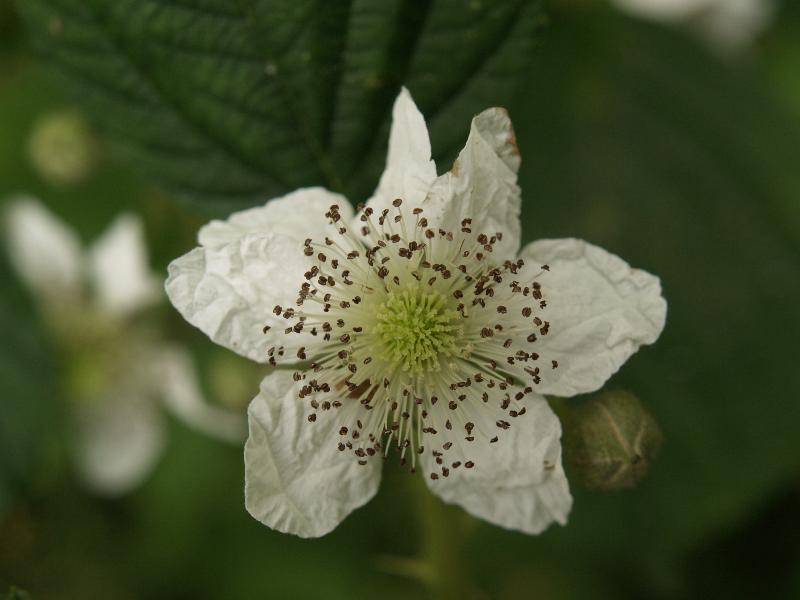 Cambridge, England: Roseford Road: blackberry flower