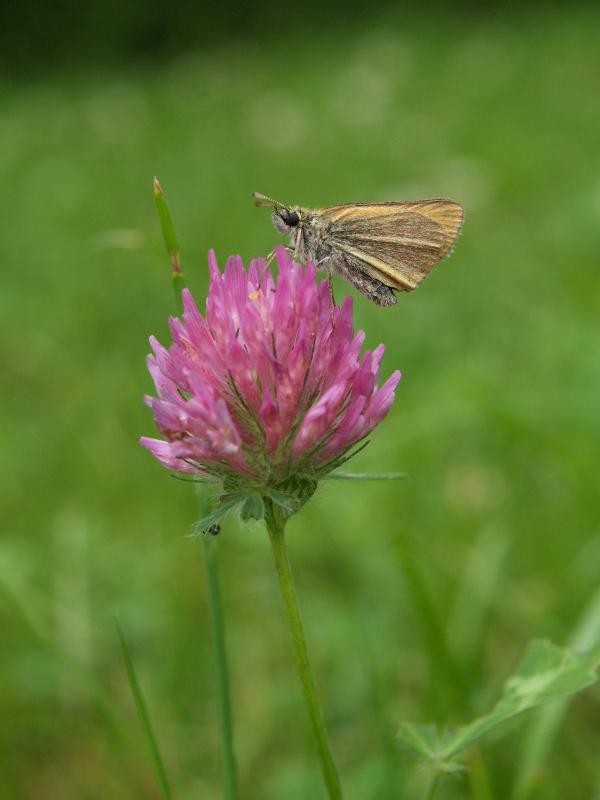 Plainfield, Massachusetts (MA): Lincoln Hill (Lincoln Street): moth on pink clover