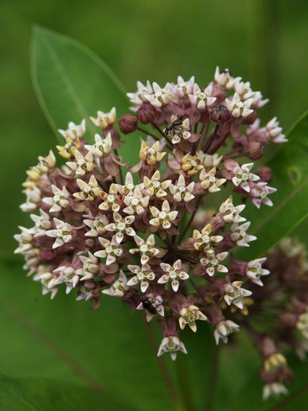 Plainfield, Massachusetts (MA): Lincoln Hill (Lincoln Street): Common Milkweed (Silkweed) (Asclepias syriaca)