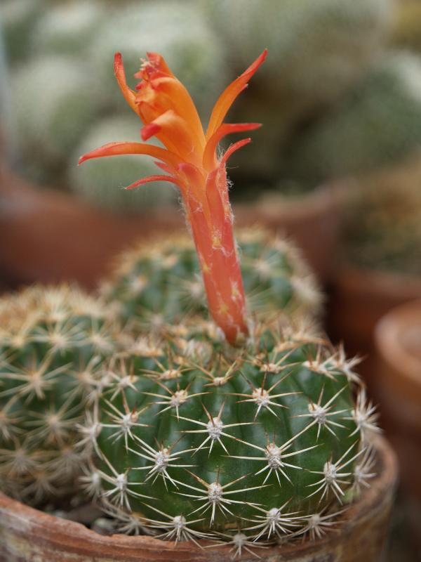 Northampton, Massachusetts (MA): Smith College: Lyman Plant House, Matucana intertexta