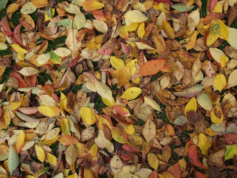 Cambridge, England: Roseford Road: autumn leaves on ground