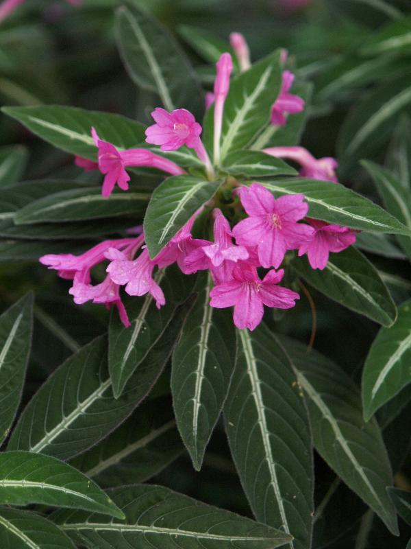 Cambridge, England: Botanic Garden: Ruellia portellae