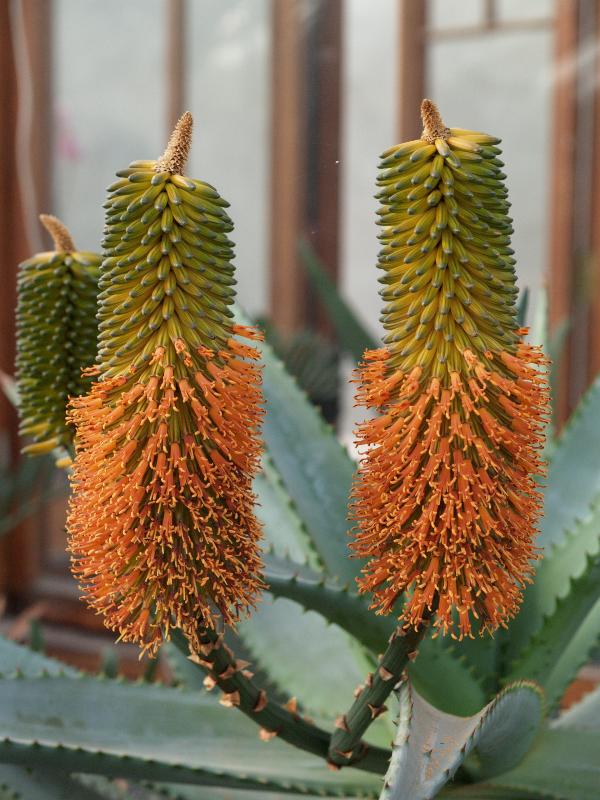 Cambridge, England: Botanic Garden: Cape aloe (Aloe ferox)