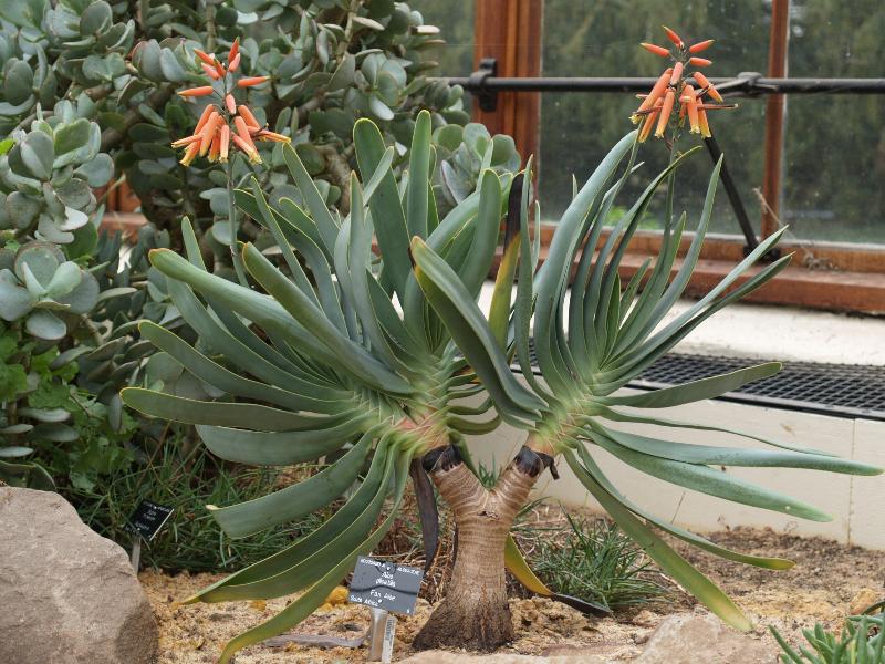 Cambridge, England: Botanic Garden: Fan Aloe (Aloe plicatilis)