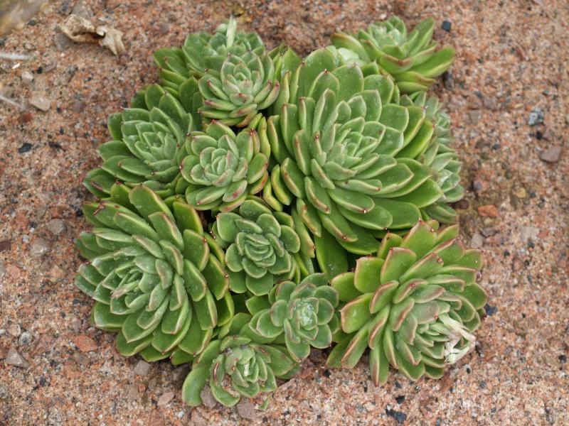 Cambridge, England: Botanic Garden: Mexican Snowball (Echeveria elegans var. simulans)