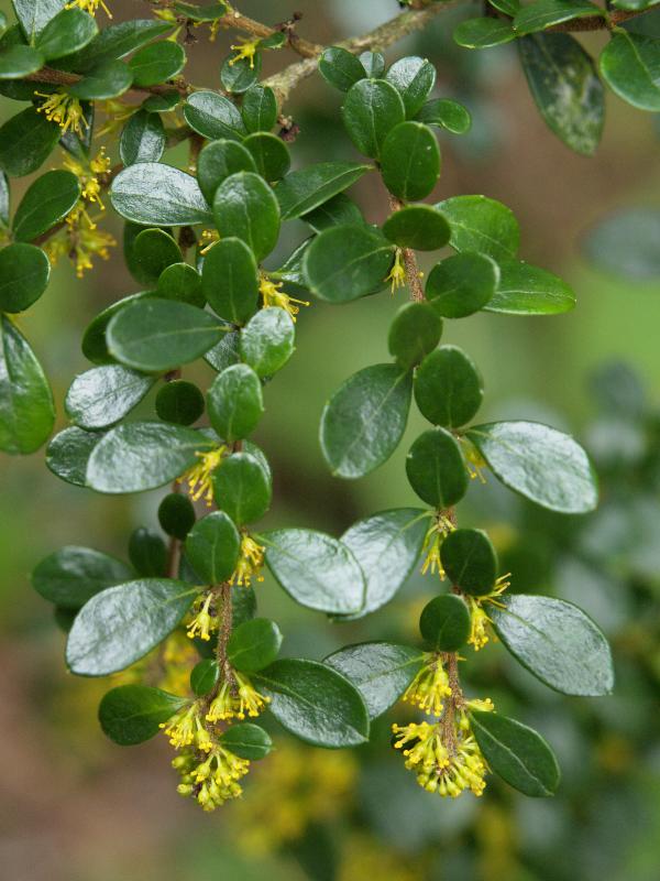 Cambridge, England: Roseford Road: Azara microphylla