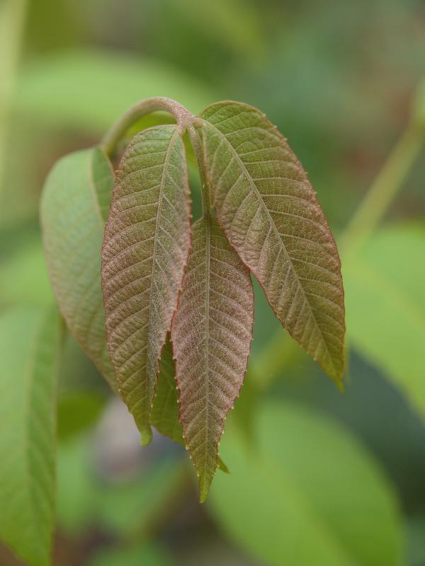 Cambridge, England: Roseford Road: young walnut (Juglans) leaves