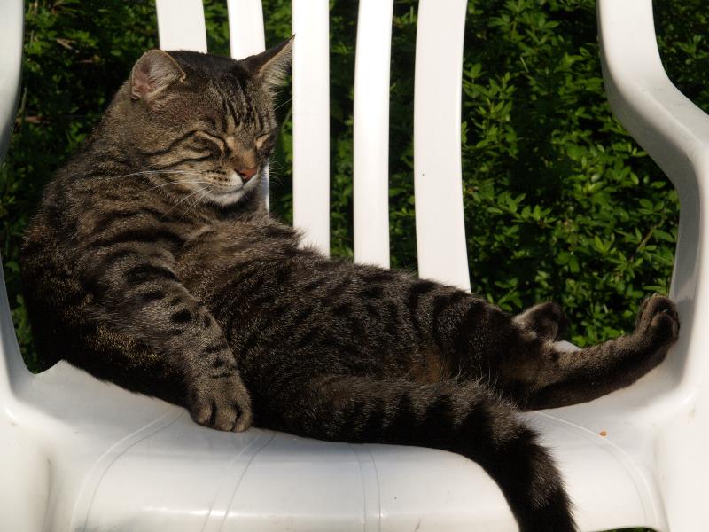 Cambridge, England: Roseford Road: Faris (the cat) relaxing on chair