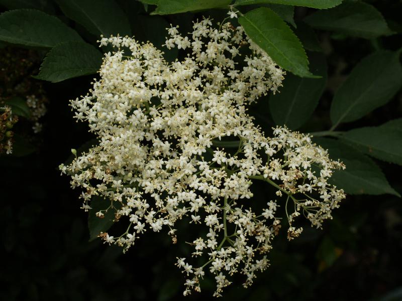 Cambridge, England: Roseford Road: elderflower (Sambucus)