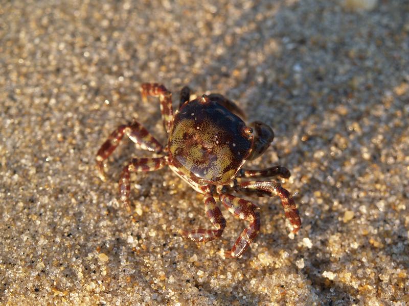 Asbury Park, New Jersey (NJ): beach: small crab on sand