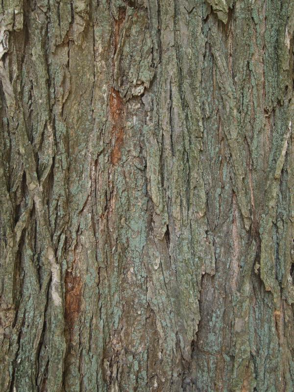 Swarthmore, Pennsylvania (PA): Swarthmore College: American Elm (Ulmus americana) bark