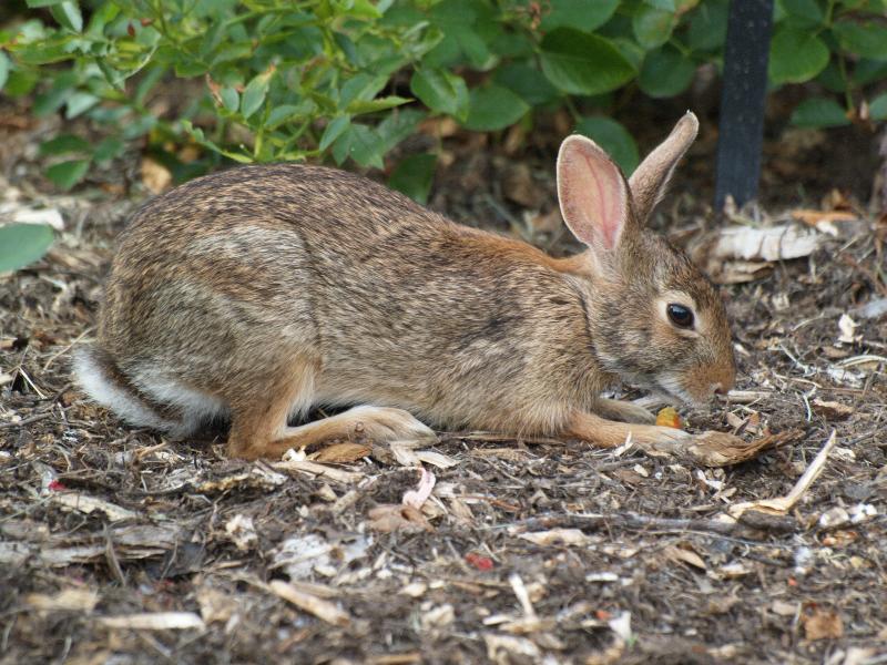 Swarthmore, Pennsylvania (PA): Swarthmore College: Dean Bond Rose Garden, hare having dinner