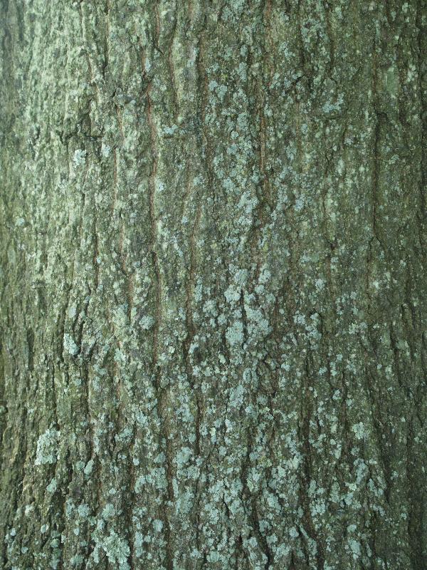 Kennett Square, Pennsylvania (PA): Longwood Gardens: Pin Oak (Quercus palustris)