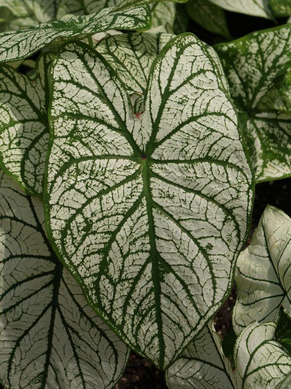 Kennett Square, Pennsylvania (PA): Longwood Gardens: Fancy-Leaved Caldium (Caladium x hortulanum cv. Candidum)