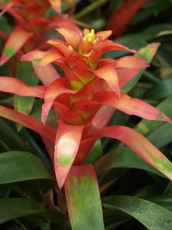 Kennett Square, Pennsylvania (PA): Longwood Gardens: Conservatory, Guzmania 'Optima'