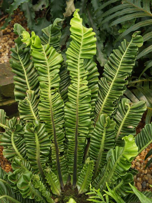 Kennett Square, Pennsylvania (PA): Longwood Gardens: Conservatory, Green Lasagna Fern (Asplenium nidus var. plicatum)