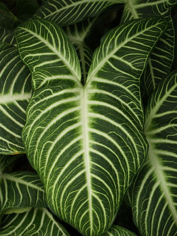 Kennett Square, Pennsylvania (PA): Longwood Gardens: Conservatory, Caladium lindenii 'Magnificum'