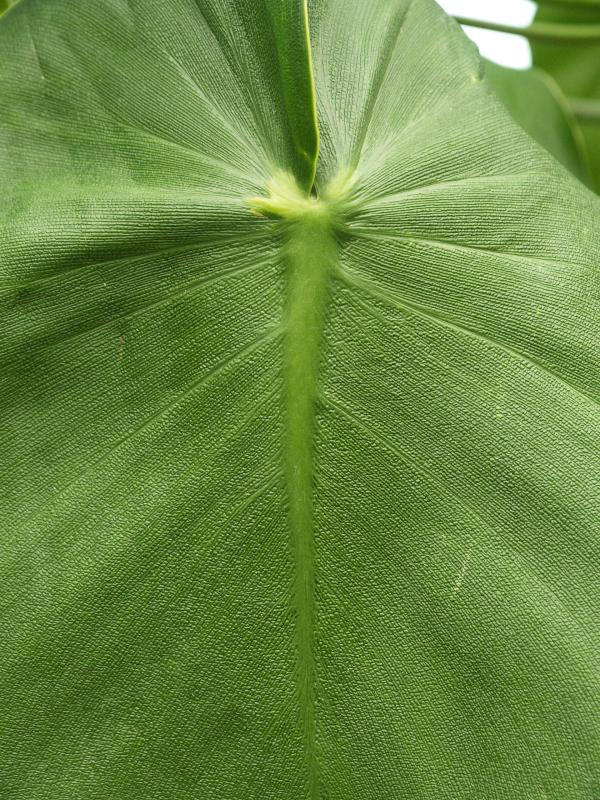 Kennett Square, Pennsylvania (PA): Longwood Gardens: Conservatory, Philodendron 'Pig Skin', leaf