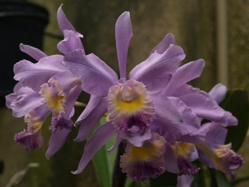 Kennett Square, Pennsylvania (PA): Longwood Gardens: Conservatory, orchid (Cattleya g. Valentine 'Coerulea')
