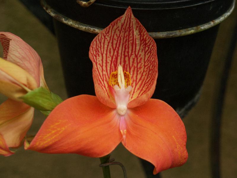 Kennett Square, Pennsylvania (PA): Longwood Gardens: Conservatory, orchid (Disa unifora)