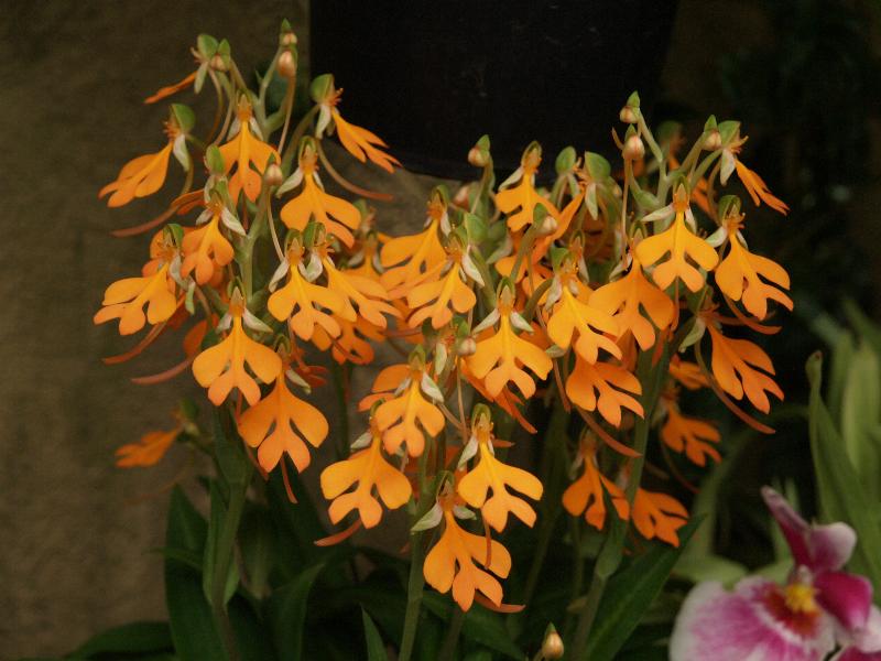 Kennett Square, Pennsylvania (PA): Longwood Gardens: Conservatory, orchid (Habenaria rhodocheila)