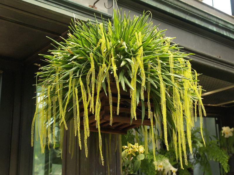 Kennett Square, Pennsylvania (PA): Longwood Gardens: Conservatory, orchid (Dendrochilum filiforme 'Mt Cuba')