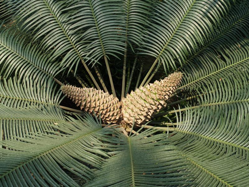 Kennett Square, Pennsylvania (PA): Longwood Gardens: Conservatory, cycad (Lepidozamia peroffskyana)