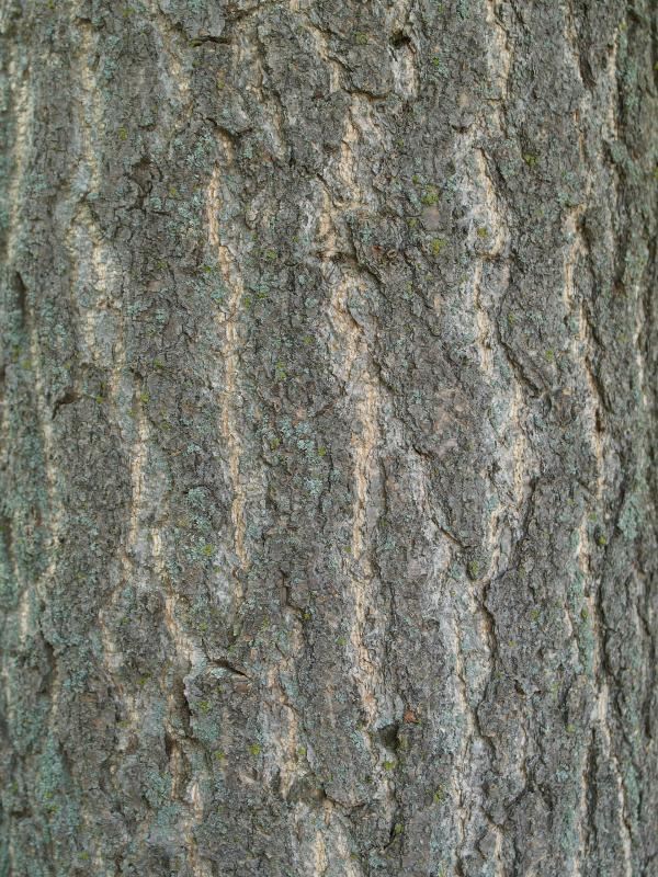 Kennett Square, Pennsylvania (PA): Longwood Gardens: Ginkgo Biloba bark