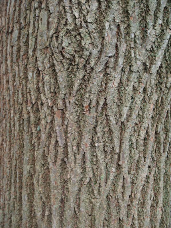 Kennett Square, Pennsylvania (PA): Longwood Gardens: Littleleaf Linden (Tilia cordata) bark