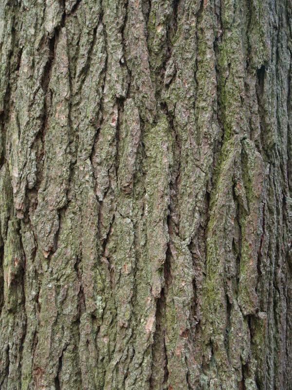 Kennett Square, Pennsylvania (PA): Longwood Gardens: Canada Hemlock (Tsuga canadensis) bark