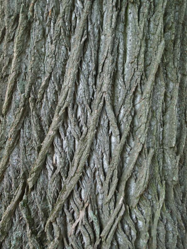 Kennett Square, Pennsylvania (PA): Longwood Gardens: Tulip Tree (Liriodendron tulipifera) bark