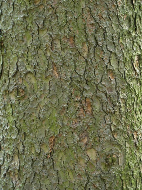 Winterthur, Delaware (DE): Winterthur estate: Oriental Spruce (Picea orientalis) bark