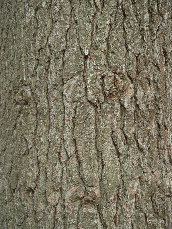 Media, Pennsylvania (PA): Tyler Aboretum: Eastern White Pine (Pinus strobus) bark