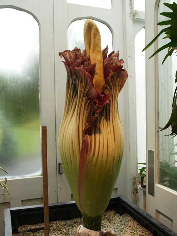 Northampton, Massachusetts (MA): Smith College: Lyman Plant House, Titan Arum (Amorphophallus titanum) (two days after peak flowering)