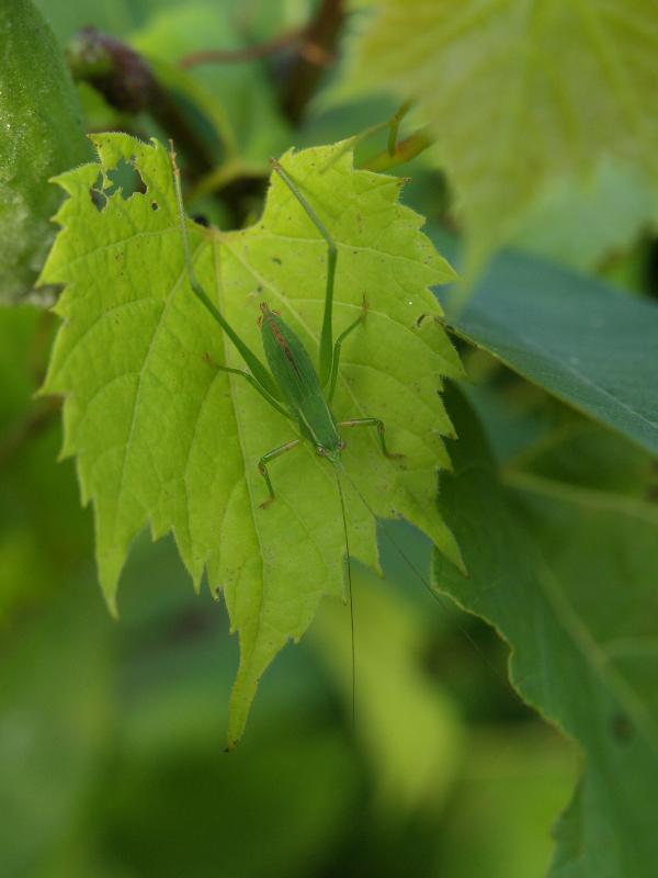 Northampton, Massachusetts (MA): Fitzgerald Lake Conservation Area: green cricket on leaf
