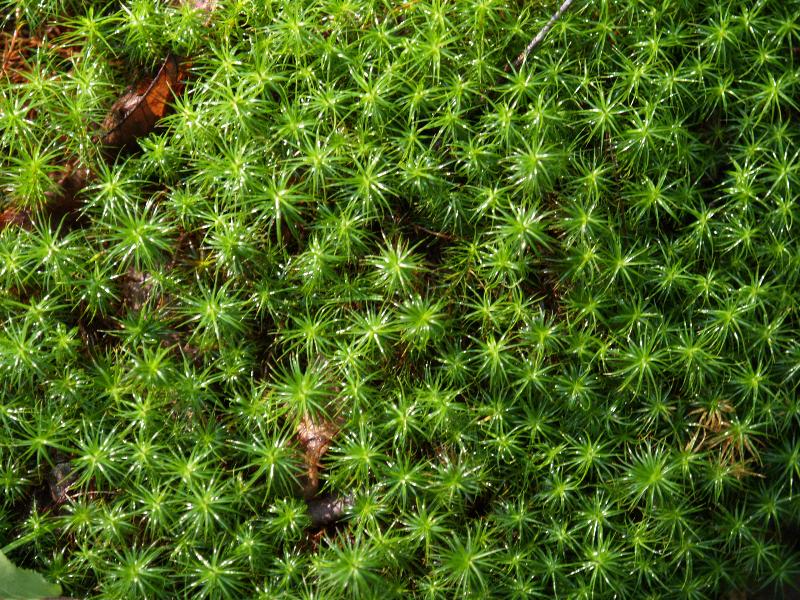 Northampton, Massachusetts (MA): Fitzgerald Lake Conservation Area: wet moss