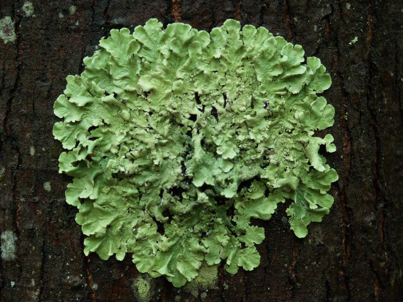 Northampton, Massachusetts (MA): Fitzgerald Lake Conservation Area: green lichen