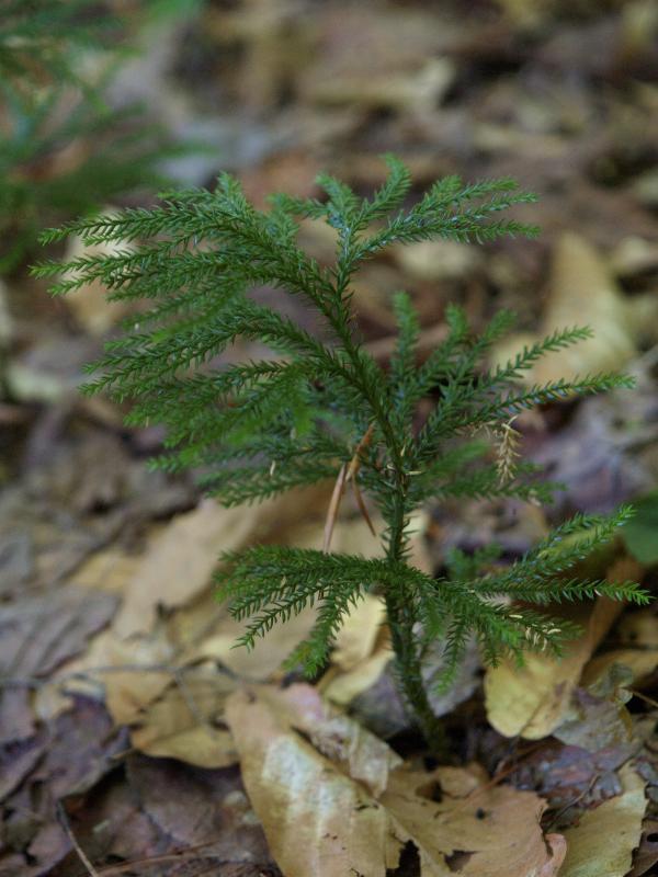 Plainfield, Massachusetts (MA): River Road: club moss