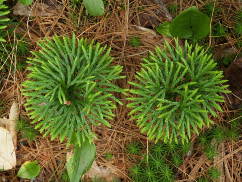 Plainfield, Massachusetts (MA): River Road: club moss