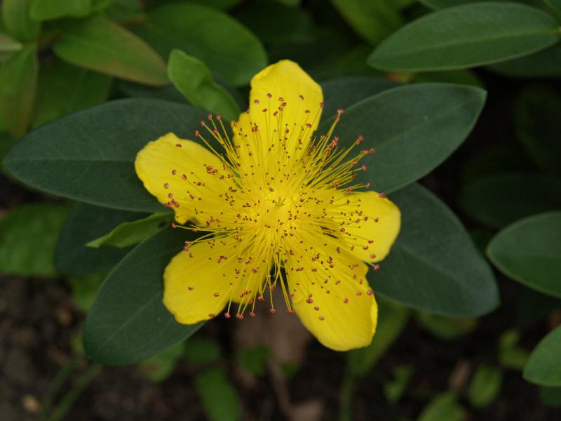 Cambridge, England: Botanic Garden: Rose of Sharon (Hypericum calycinum)